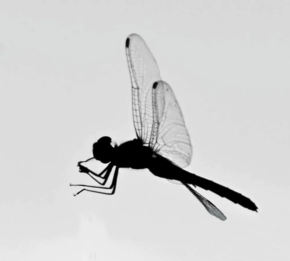 libellule